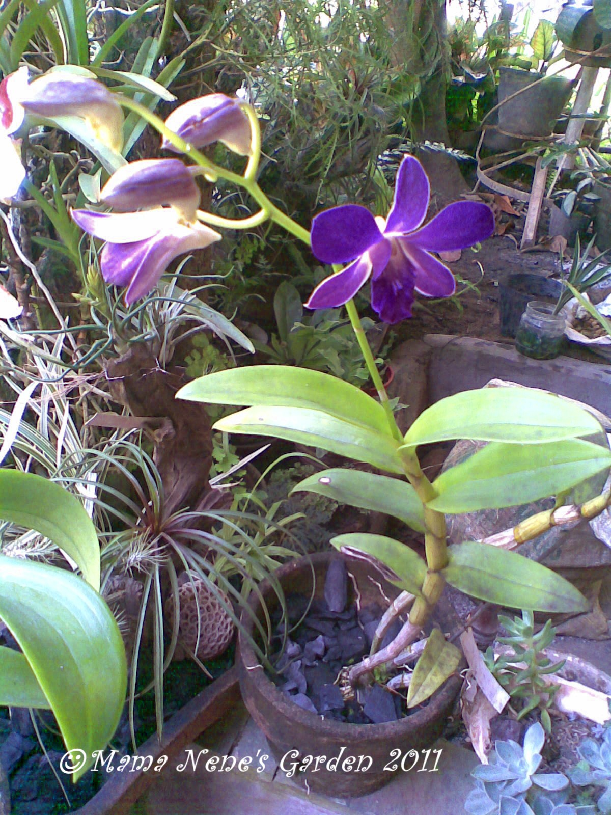 Types Of Dendrobium Orchids