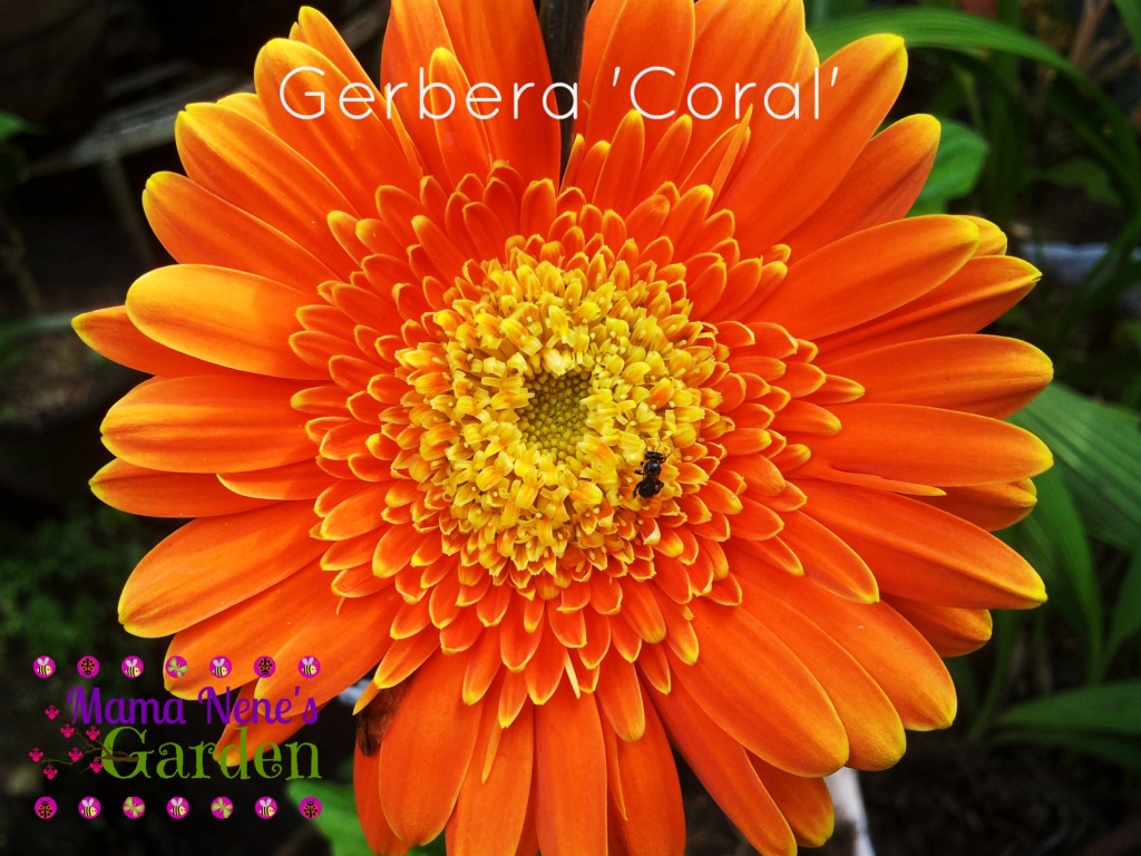 gerbera-coral