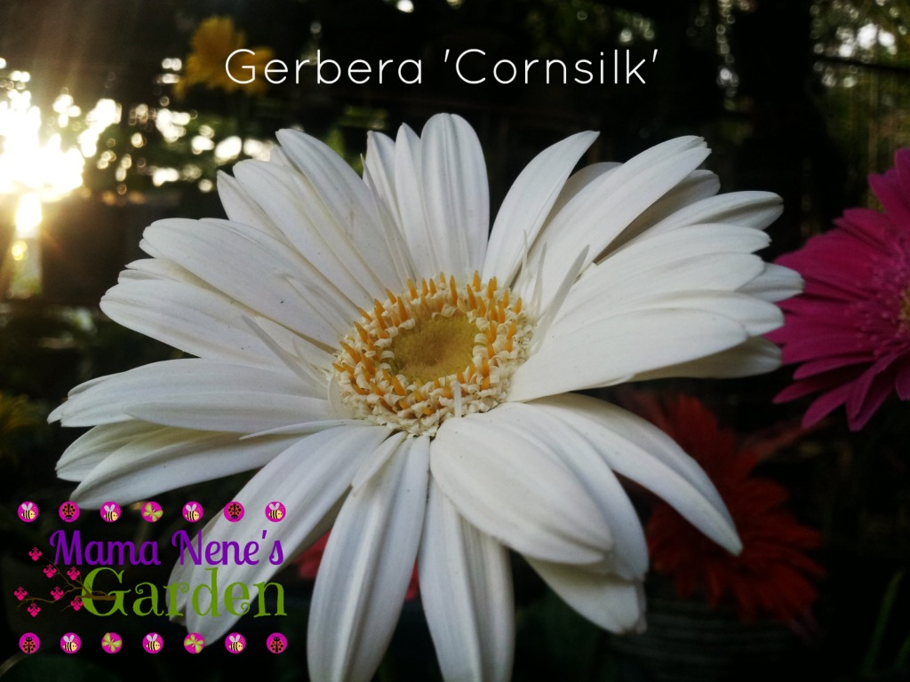 gerbera-cornsilk
