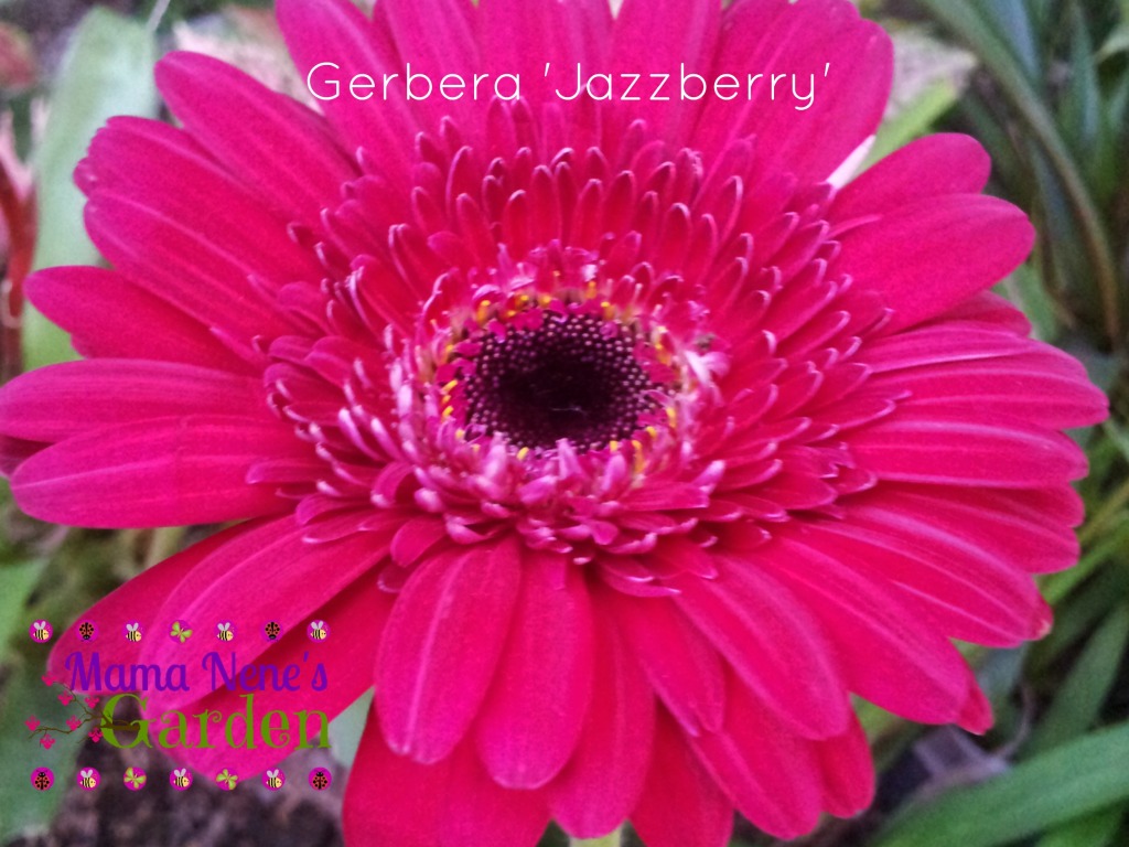 gerbera-jazzberry